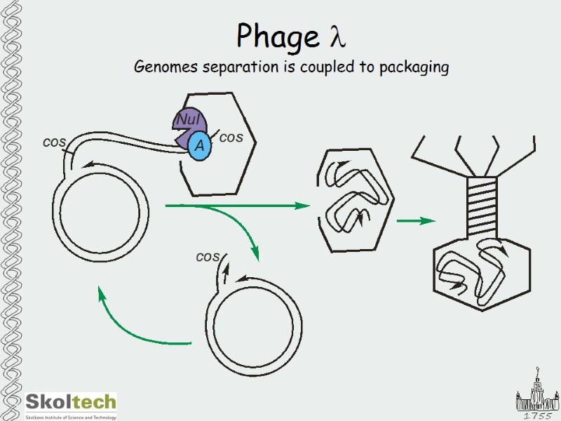 Phage l Genomes separation is coupled to packaging